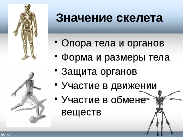 Значение скелета Опора тела и органов Форма и размеры тела Защита органов Участие в движении Участие в обмене веществ 