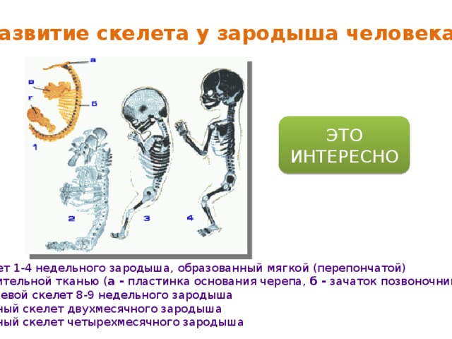Развитие скелета у зародыша человека ЭТО ИНТЕРЕСНО 1 - скелет 1-4 недельного зародыша, образованный мягкой (перепончатой)  соединительной тканью ( а - пластинка основания черепа, б - зачаток позвоночника, в - зачаток руки, г - зачаток ноги)  2 - хрящевой скелет 8-9 недельного зародыша  3 - костный скелет двухмесячного зародыша  4 - костный скелет четырехмесячного зародыша 