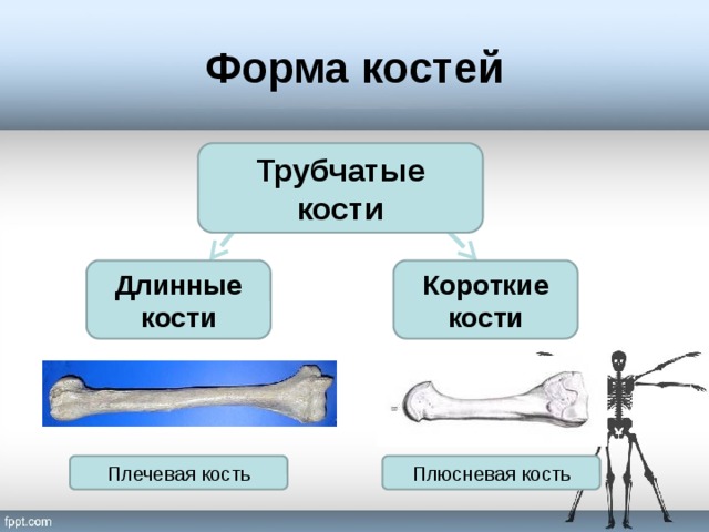 Форма костей Трубчатые кости Длинные кости Короткие кости Плечевая кость Плюсневая кость 