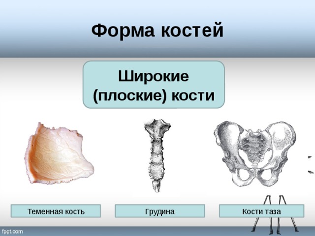 Форма костей Широкие (плоские) кости Теменная кость Кости таза Грудина 