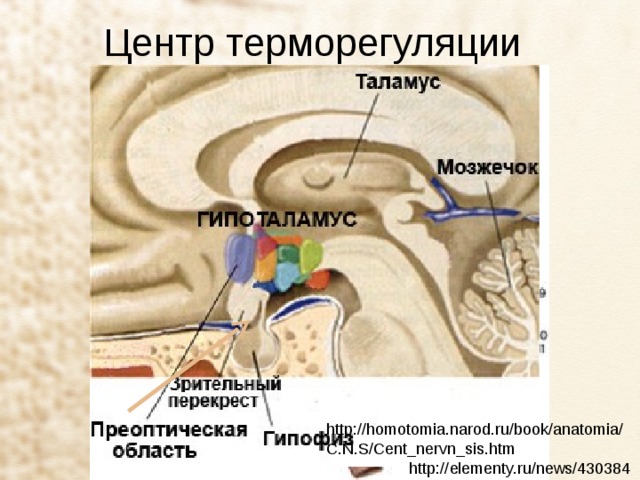 Центр терморегуляции http://homotomia.narod.ru/book/anatomia/C.N.S/Cent_nervn_sis.htm http://elementy.ru/news/430384 