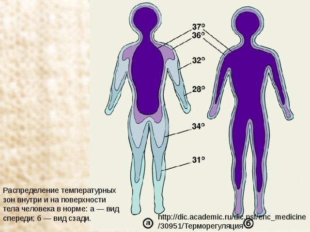 Распределение температурных зон внутри и на поверхности тела человека в норме: а — вид спереди; б — вид сзади. http://dic.academic.ru/dic.nsf/enc_medicine/30951/Терморегуляция 