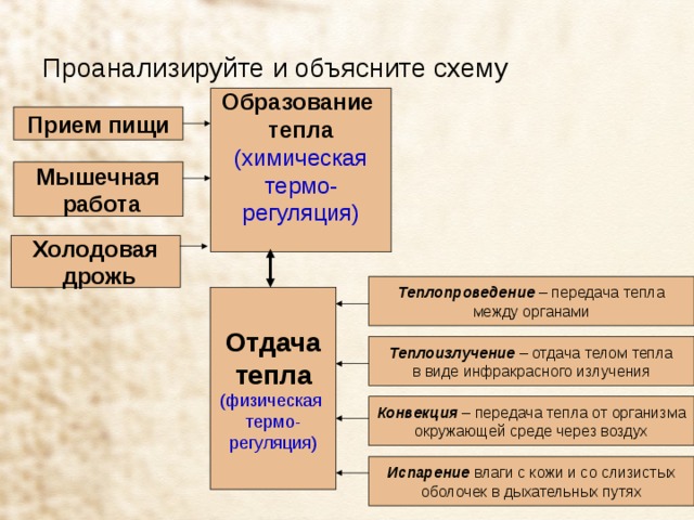 Проанализируйте и объясните схему Образование тепла (химическая термо- регуляция) Прием пищи Мышечная  работа Холодовая  дрожь Теплопроведение – передача тепла между органами Отдача тепла (физическая термо- регуляция) Теплоизлучение – отдача телом тепла в виде инфракрасного излучения Конвекция – передача тепла от организма окружающей среде через воздух Испарение влаги с кожи и со слизистых оболочек в дыхательных путях 