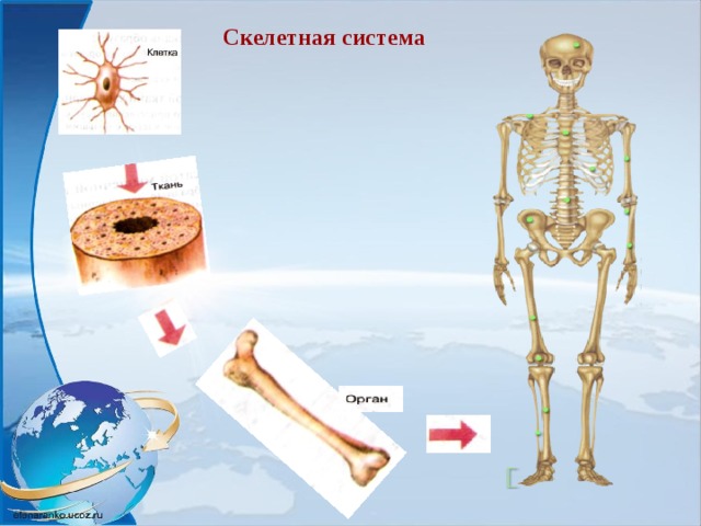 Скелетная система 