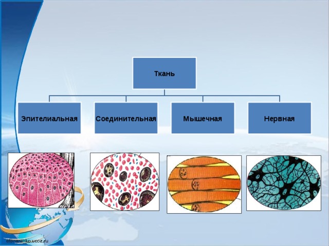 Три группы клеток. Ткани эпителиальная соединительная мышечная нервная. Ткань 1)  соединительная 2)  эпителиальная. Соединительная ткань мышечная ткань нервная ткань эпителиальная. Эпителиальная ткань и соединительная ткань.