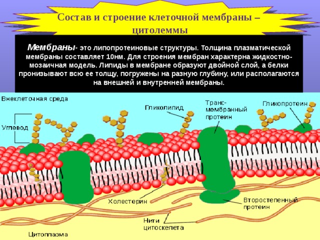 Состав и строение клеточной мембраны – цитолеммы Мембраны -  это липопротеиновые структуры. Толщина плазматической мембраны составляет 10нм. Для строения мембран характерна жидкостно-мозаичная модель. Липиды в мембране образуют двойной слой, а белки пронизывают всю ее толщу, погружены на разную глубину, или располагаются на внешней и внутренней мембраны.  