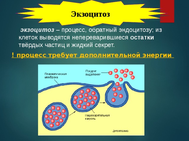 Экзоцитоз  экзоцитоз – процесс, обратный эндоцитозу; из клеток выводятся непереварившиеся остатки твёрдых частиц и жидкий секрет.  ! процесс требует дополнительной энергии 