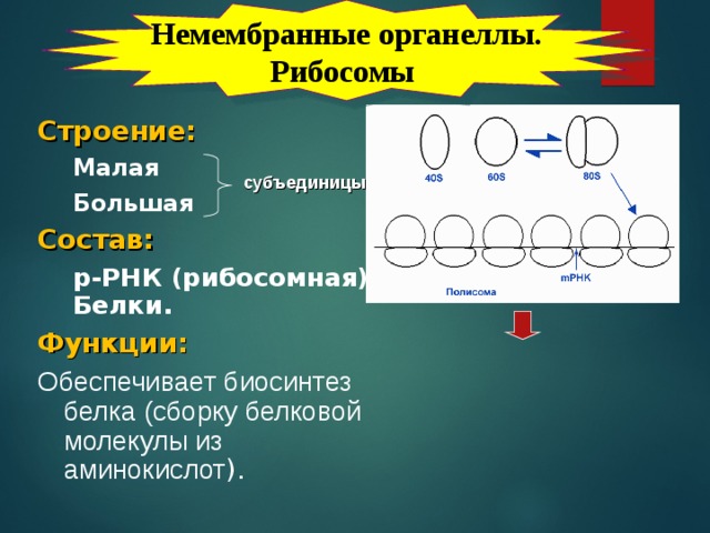 Немембранные органеллы. Рибосомы Строение: Малая Большая Малая Большая Состав:  р-РНК (рибосомная) Белки. Функции: Обеспечивает биосинтез белка (сборку белковой молекулы из аминокислот ). субъединицы Рибосомы  – мелкие (15–20 нм в диаметре) органеллы, состоящие из  р-РНК и полипептидов. Важнейшая функция рибосом – синтез белка. Их количество в клетке весьма велико: тысячи и десятки тысяч. Рибосомы могут быть связаны с эндоплазматической сетью или находиться в свободном состоянии. В процессе синтеза обычно одновременно участвуют множество рибосом, объединённых в цепи, называемые полирибосомами .   
