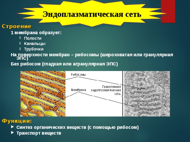 Эндоплазматическая сеть Строение 1 мембрана образует: 1 мембрана образует: Полости Канальцы Трубочки Полости Канальцы Трубочки Полости Канальцы Трубочки На поверхности мембран – рибосомы (шероховатая или гранулярная ЭПС) Без рибосом (гладкая или агранулярная ЭПС) На поверхности мембран – рибосомы (шероховатая или гранулярная ЭПС) Без рибосом (гладкая или агранулярная ЭПС)   Функции: Синтез органических веществ (с помощью рибосом) Транспорт веществ Синтез органических веществ (с помощью рибосом) Транспорт веществ Эндоплазматическая сеть – это сеть мембран, пронизывающих цитоплазму эукариотических клеток. Её можно наблюдать только при помощи электронного микроскопа. Эндоплазматическая сеть связывает органеллы между собой, по ней происходит транспорт питательных веществ. Различают гладкую и шероховатую ЭПС. Гладкая ЭПС имеет вид трубочек, стенки которых представляют собой мембраны, сходные по своей структуре с плазматической мембраной. В ней осуществляется синтез липидов и углеводов.  
