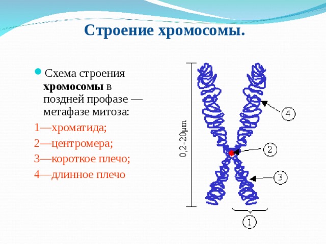 Строение хромосомы. Схема строения хромосомы в поздней профазе — метафазе митоза: 1—хроматида; 2—центромера; 3—короткое плечо; 4—длинное плечо 