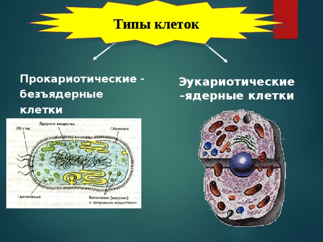 Типы клеток Прокариотические - безъядерные клетки  Эукариотические –ядерные клетки 