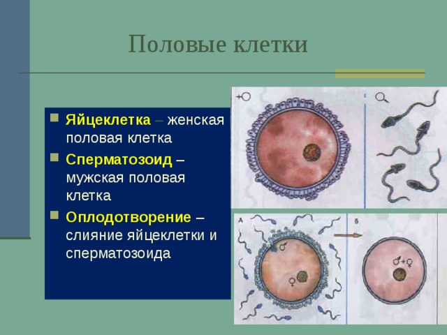  Половые клетки  Яйцеклетка – женская половая клетка Сперматозоид – мужская половая клетка Оплодотворение – слияние яйцеклетки и сперматозоида 
