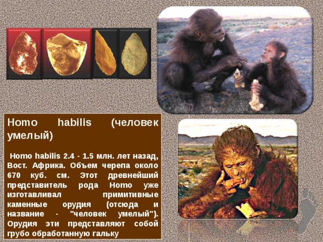 Homo habilis (человек умелый)   Homo habilis 2.4 - 1.5 млн. лет назад, Вост. Африка. Объем черепа около 670 куб. см. Этот древнейший представитель рода Homo уже изготавливал примитивные каменные орудия (отсюда и название - 