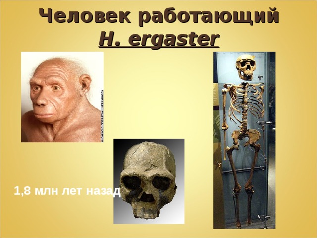Человек работающий H. ergaster 1,8 млн лет назад 