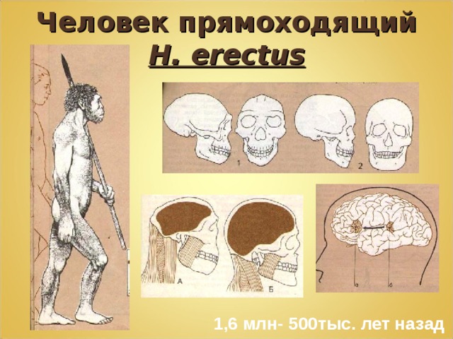 Человек прямоходящий H. erectus 1,6 млн- 500тыс. лет назад 
