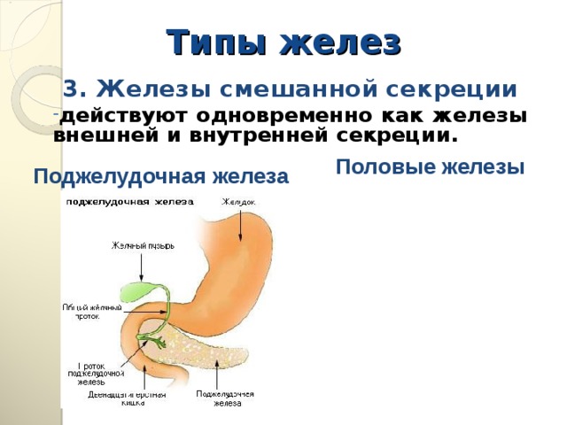 Типы желез 2. Железы внутренней секреции (эндокринные железы) не имеют выводных протоков и выделяют секрет (гормоны) в кровь  Околощитовидные железы Вилочковая железа Гипофиз Надпочечники Щитовидная железа 