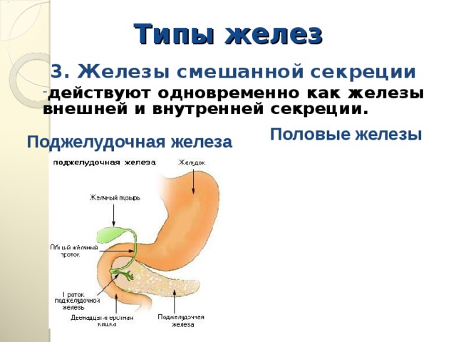Железы внутренней секреции фото