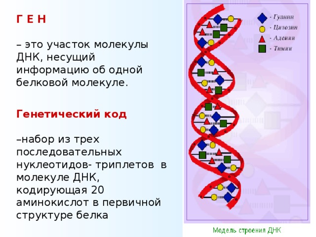 Г Е Н    – это участок молекулы ДНК, несущий информацию об одной белковой молекуле. Генетический код    –набор из трех последовательных нуклеотидов- триплетов в молекуле ДНК, кодирующая 20 аминокислот в первичной структуре белка 