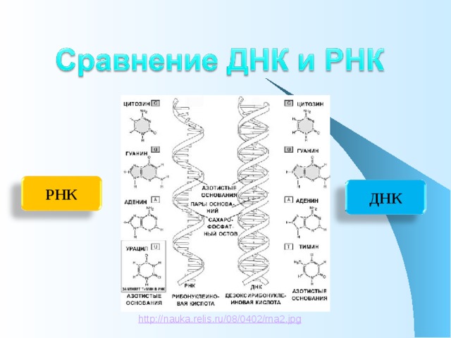 РНК ДНК http://nauka.relis.ru/08/0402/rna2.jpg 