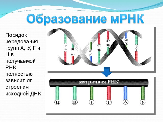 Порядок чередования групп А, У, Г и Ц в получаемой РНК полностью зависит от строения исходной ДНК 