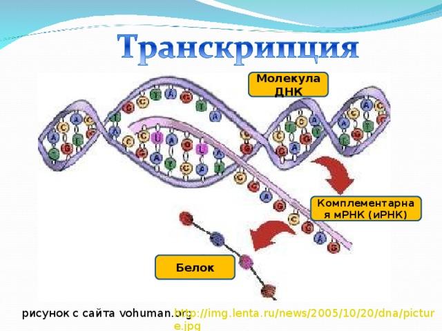 Молекула ДНК Комплементарная мРНК (иРНК) Белок рисунок с сайта vohuman.org http://img.lenta.ru/news/2005/10/20/dna/picture.jpg  