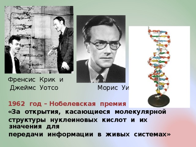  Френсис Крик и  Джеймс Уотсо  Морис Уилкинс  1962 год – Нобелевская премия  «За открытия, касающиеся молекулярной  структуры нуклеиновых кислот и их значения для  передачи информации в живых системах»  