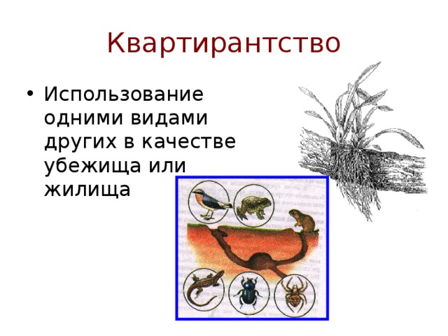 Квартирантство Использование одними видами других в качестве убежища или жилища 