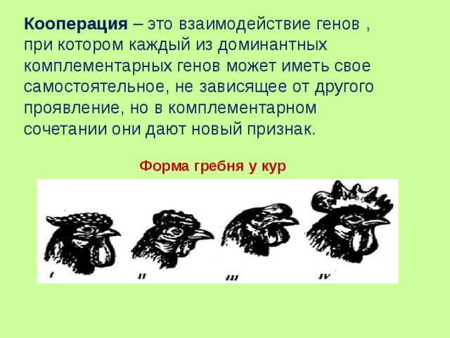 Кооперация вид взаимодействия. Кооперация взаимодействие неаллельных генов. Взаимодействие генов комплементарность. Взаимодействие генов кооперация. Кооперация взаимодействие генов пример.