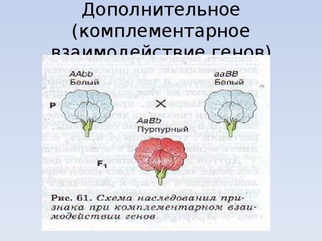 Комплементарное действие гена. Комплементарное действие генов. Кластер взаимодействие генов. Множественное взаимодействие генов. Комплементарное действие генов примеры с тыквой.