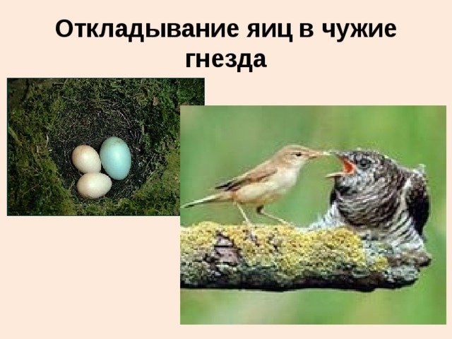 Откладывание яиц в чужие гнезда 