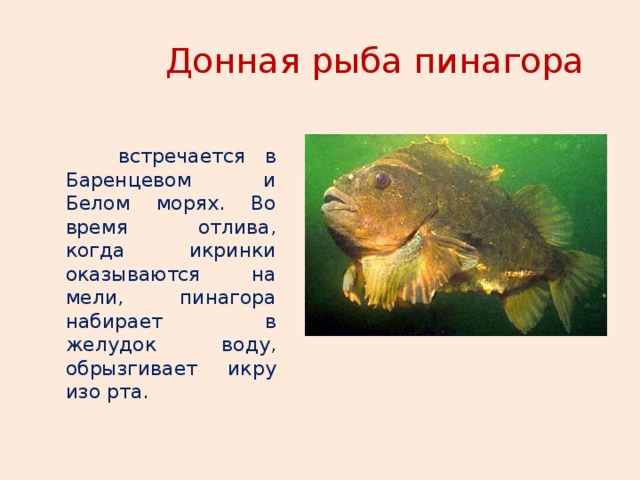  Донная рыба пинагора   встречается в Баренцевом и Белом морях. Во время отлива, когда икринки оказываются на мели, пинагора набирает в желудок воду, обрызгивает икру изо рта. 