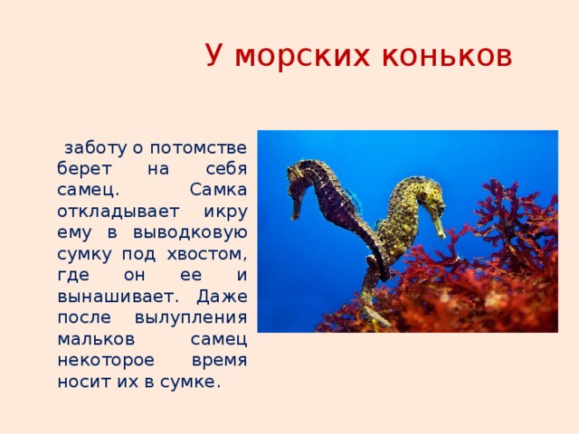 Характерна забота о потомстве. Сообщение о морском коньке. Рассказ о морском коньке. Морской конек и его потомство. Забота о потомстве это в биологии.