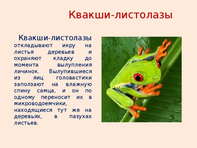 План к рассказу квакша