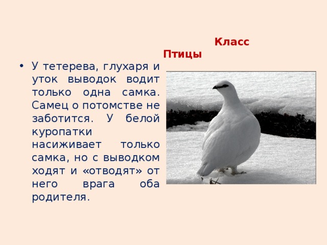  Класс Птицы   У тетерева, глухаря и уток выводок водит только одна самка. Самец о потомстве не заботится. У белой куропатки насиживает только самка, но с выводком ходят и «отводят» от него врага оба родителя . 