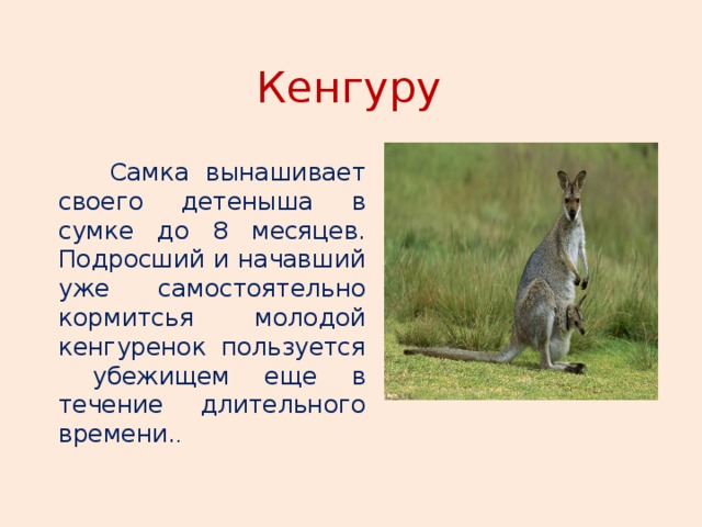 Кенгуру  Самка вынашивает своего детеныша в сумке до 8 месяцев. Подросший и начавший уже самостоятельно кормитсья молодой кенгуренок пользуется убежищем еще в течение длительного времени. . 