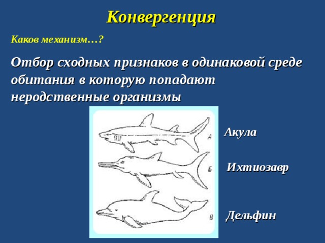 Конвергенция Каков механизм…? Отбор сходных признаков в одинаковой среде обитания в которую попадают неродственные организмы Акула  Ихтиозавр  Дельфин  