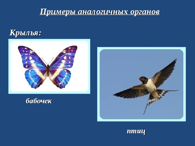 Примеры аналогичных органов Крылья: бабочек птиц 