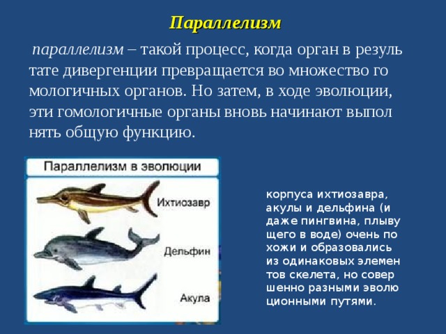 Параллелизм   па­рал­ле­лизм  – такой про­цесс, когда орган в ре­зуль­та­те ди­вер­ген­ции пре­вра­ща­ет­ся во мно­же­ство го­мо­ло­гич­ных ор­га­нов. Но затем, в ходе эво­лю­ции, эти го­мо­ло­гич­ные ор­га­ны вновь на­чи­на­ют вы­пол­нять общую функ­цию. кор­пу­са их­тио­зав­ра, акулы и дель­фи­на (и даже пинг­ви­на, плы­ву­ще­го в воде) очень по­хо­жи и об­ра­зо­ва­лись из оди­на­ко­вых эле­мен­тов ске­ле­та, но со­вер­шен­но раз­ны­ми эво­лю­ци­он­ны­ми пу­тя­ми. 