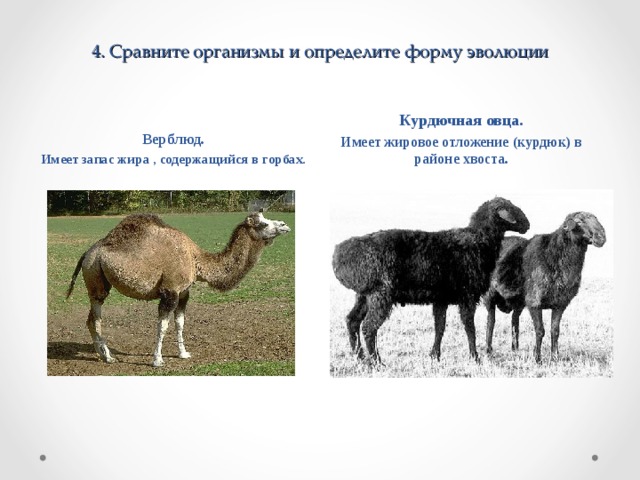 4 . Сравните организмы и определите форму эволюции Курдючная овца. Имеет жировое отложение (курдюк) в районе хвоста. Верблюд. Имеет запас жира , содержащийся в горбах. 