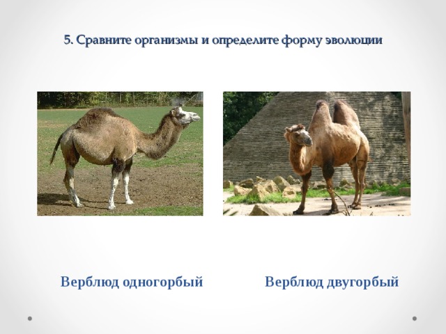 5 . Сравните организмы и определите форму эволюции Верблюд одногорбый Верблюд двугорбый 