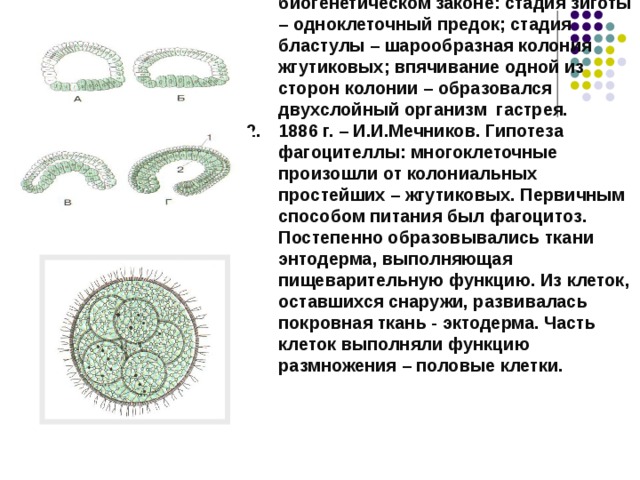 Рассмотрите рисунок на котором изображен процесс образования многоклеточного зародыша