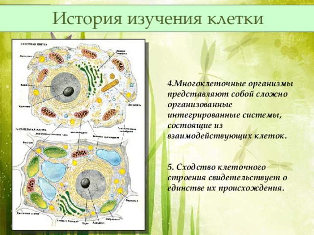 История изучения клетки 4.Многоклеточные организмы представляют собой сложно организованные интегрированные системы, состоящие из взаимодействующих клеток.   5. Сходство клеточного строения свидетельствует о единстве их происхождения. 