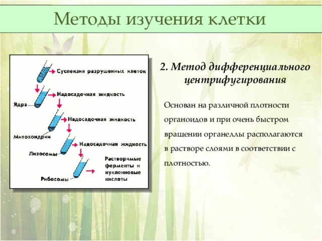 Методы изучения клетки 2. Метод дифференциального центрифугирования Основан на различной плотности органоидов и при очень быстром вращении органеллы располагаются в растворе слоями в соответствии с плотностью. 