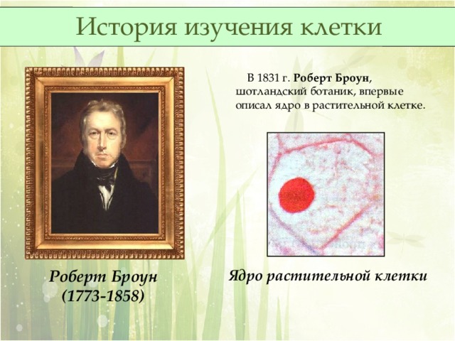 История изучения клетки  В 1831 г. Роберт Броун , шотландский ботаник, впервые описал ядро в растительной клетке. Роберт Броун (1773-1858) Ядро растительной клетки 