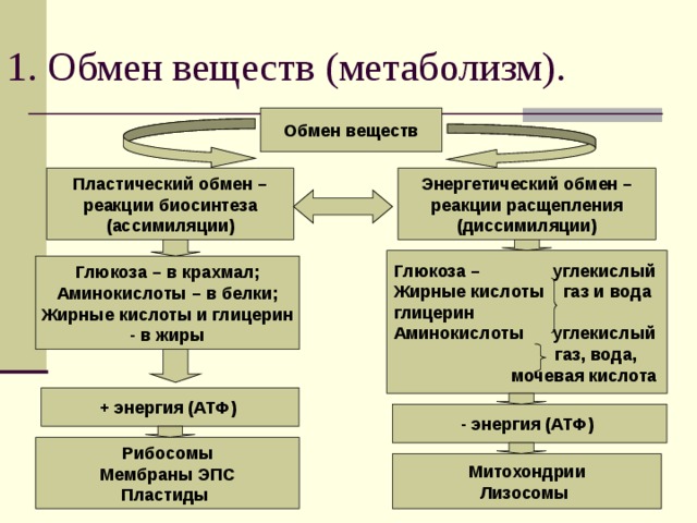 Обмен веществ ассимиляция