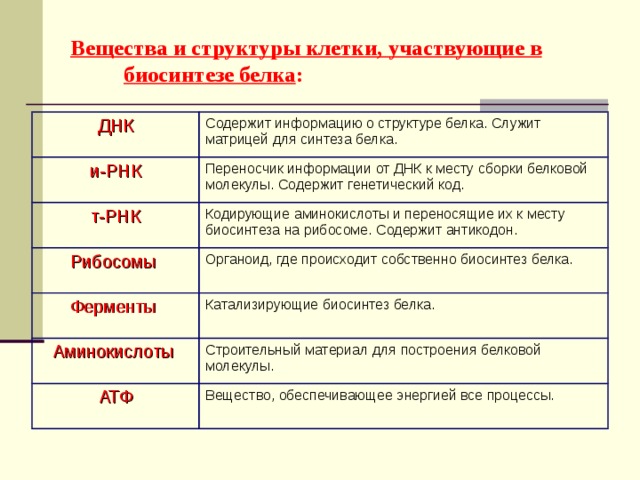 В каком процессе клетки участвует. Органоиды участвующие в биосинтезе белка. Органеллы участвующие в биосинтезе белка. Структуры клетки участвующие в биосинтезе белка. Служит матрицей для синтеза белка.