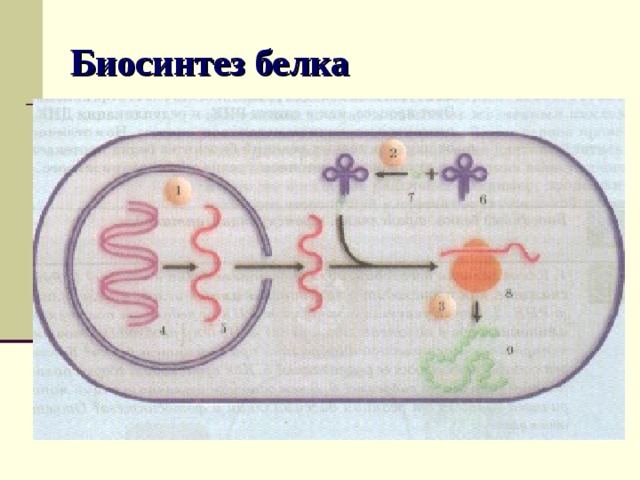 назовите органические вещества ,участвующие в биосинтезе белка,укажите роль кажд