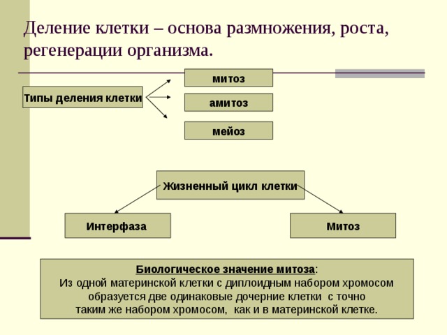 План ответа на вопрос что лежит в основе роста организмов