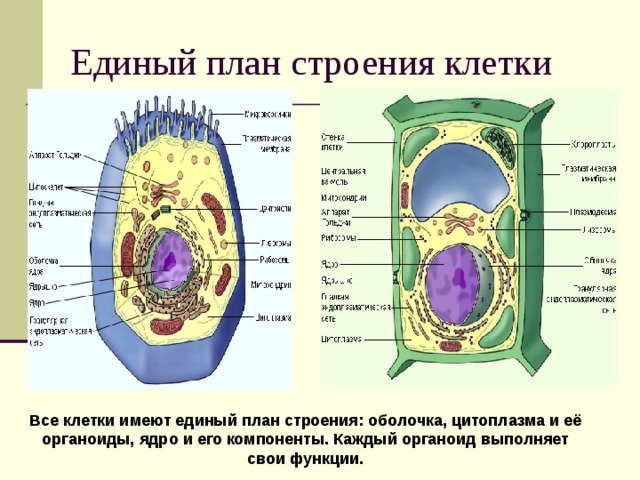 Строение имеет клетка