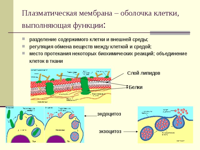 Какую функцию выполняет клетка. Транспортная функция плазматической мембраны. Плазматическая мембрана сфунк. Функции плазматической мембраны. Плазматическая оболочка функции.